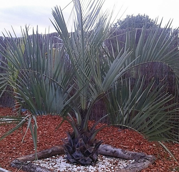 butia odorata 1 (Copier).JPG