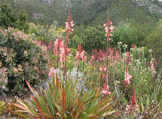 Watsonia-tabularis.jpg