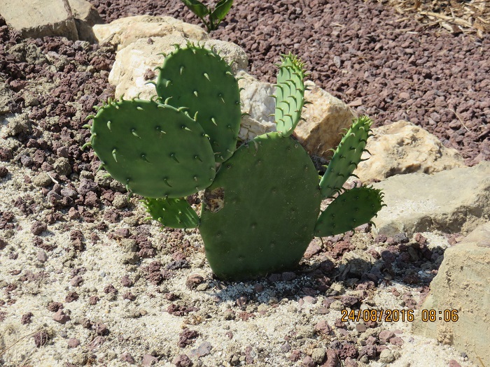 OPUNTIA 1.JPG