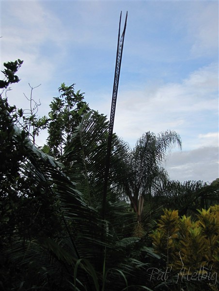 La palme naissante du jeune Arenga pinnata mesure cinq mètres.jpg