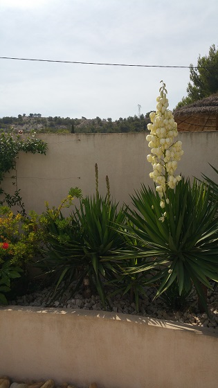 yucca fleurs.jpg