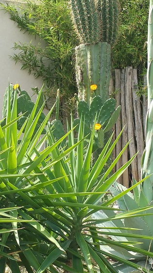 opuntia fleurs.jpg