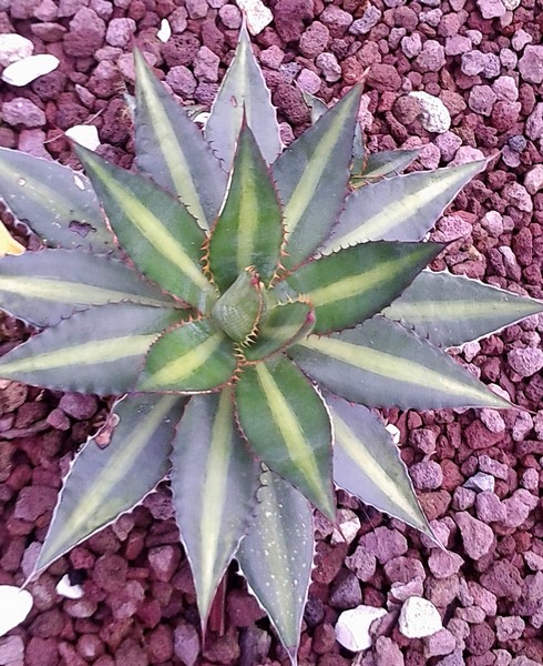 agave lophanta splendida (Copier).JPG