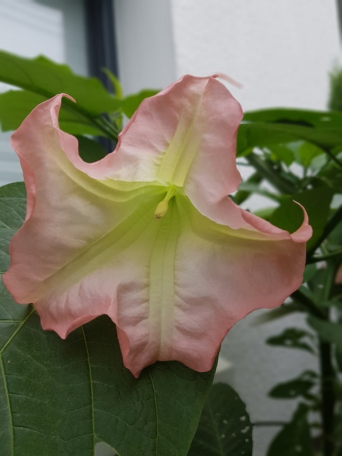 Brugmansia 04092016 (2).jpg