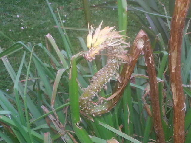 Kniphofia uvaria (2).jpg