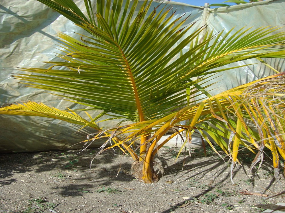 cocos nucifera redwarf pathos cyprus fdp.jpg