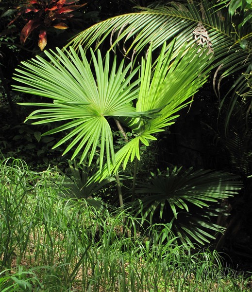 Le Tahina spectabilis (aujourd'hui),  planté le 08 01 2014  issu d'un plant de 1 an.jpg