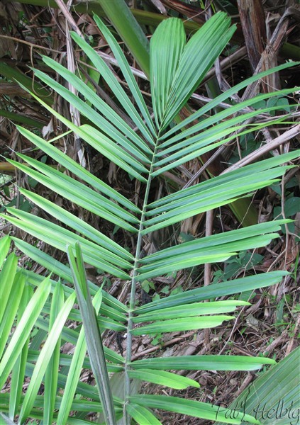 La palme de l'Allagoptera caudescens.jpg