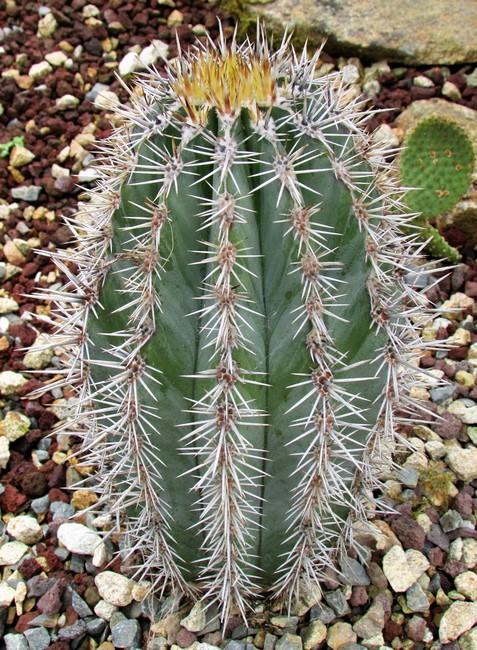 pachycereus pringleii (Copier).JPG