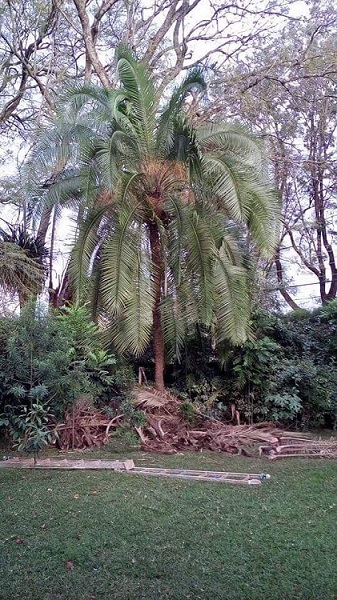 Palmier Nairobi 1.jpg