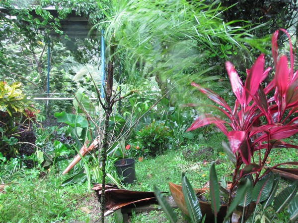 Le Chamaedorea  glaucifolia couché; au premier plan le Chamaedorea plumosa va-t-il résister longtemps.jpg