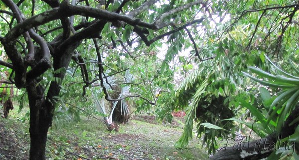 le Bismarckia nobilis couché et le gros stipe du Caryota mitis variegata cassé.jpg