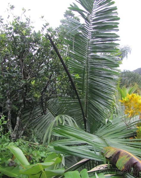 l'Arenga pinnata couché.jpg