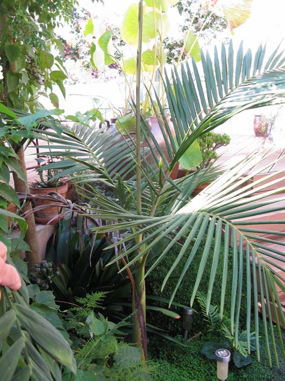 Archontophoenix cunninghamiana: il aime bien l'eau et prépare une belle palme