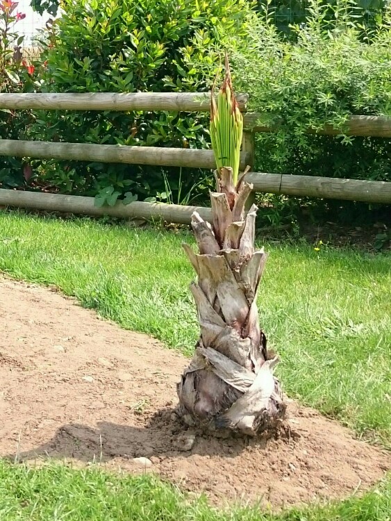 Washingtonia robusta que je pensai mort depuis un moment