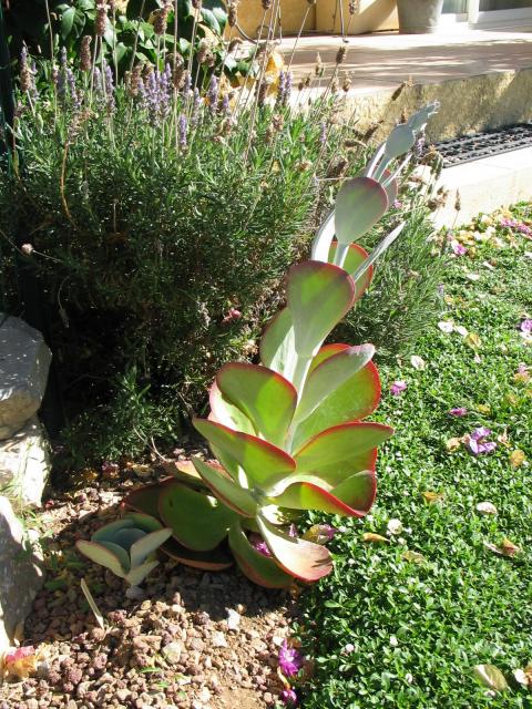 Kalanchoe luciae.jpg