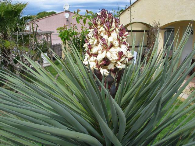 Yucca treculeana5.jpg