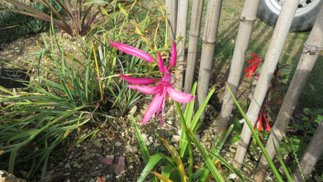 Nerine bowdenii