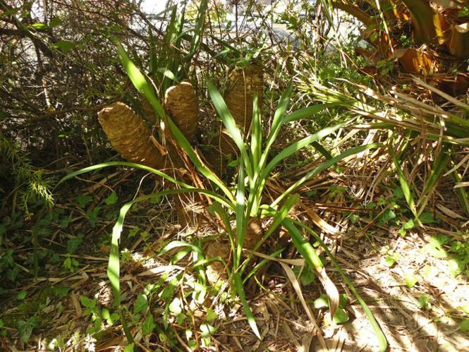 Rejets sur et autour des souches de Yucca gloriosa.