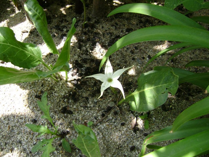 DSC03079 Jaborosa integrifolia.jpg