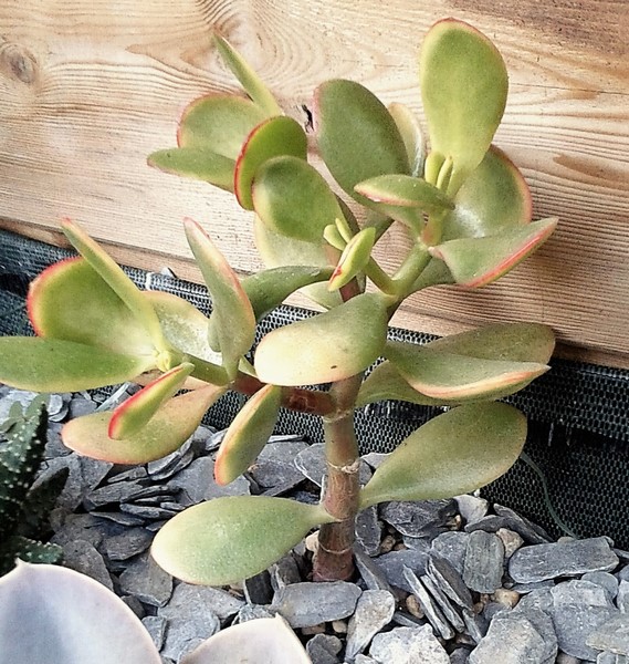 crassula ovata variegata (Copier).jpg
