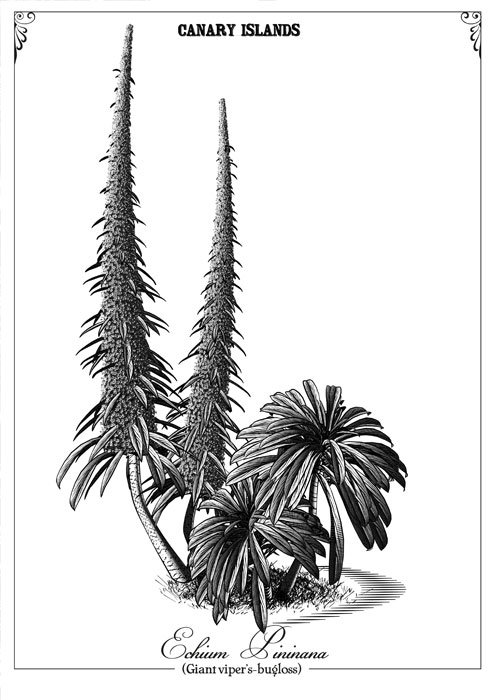 Echium-Pininana-002.jpg