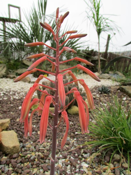 aloe aristata fleur (Copier).JPG