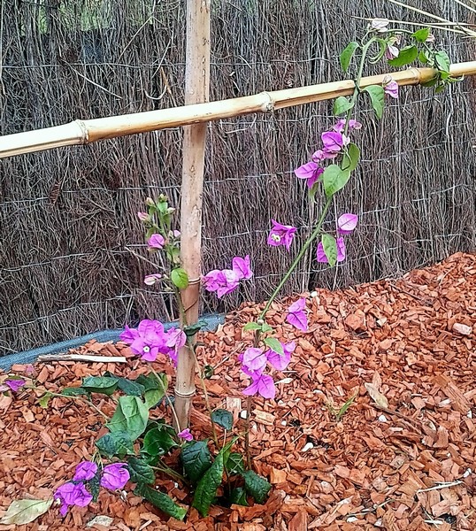 bougainvillée specto-glabra (Copier).JPG