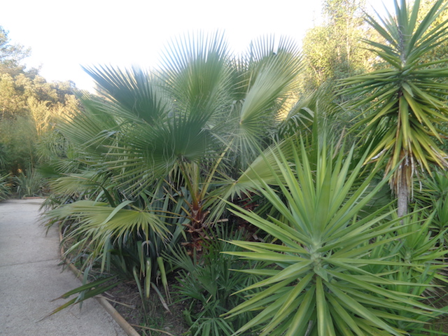 palmiers.JPG
