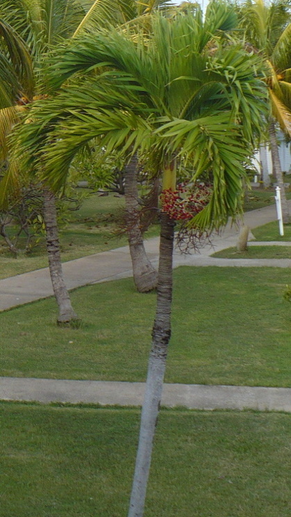 palm1.jpg