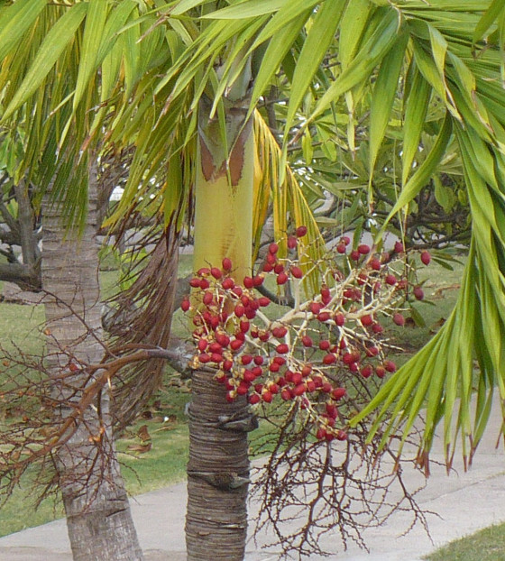 palm3.jpg