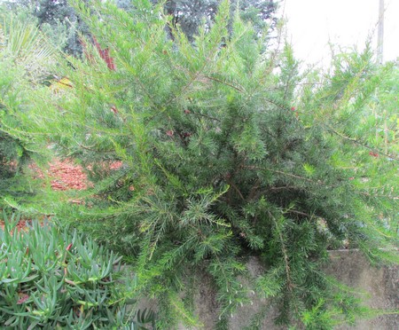 grevillea juniperina (Copier).JPG