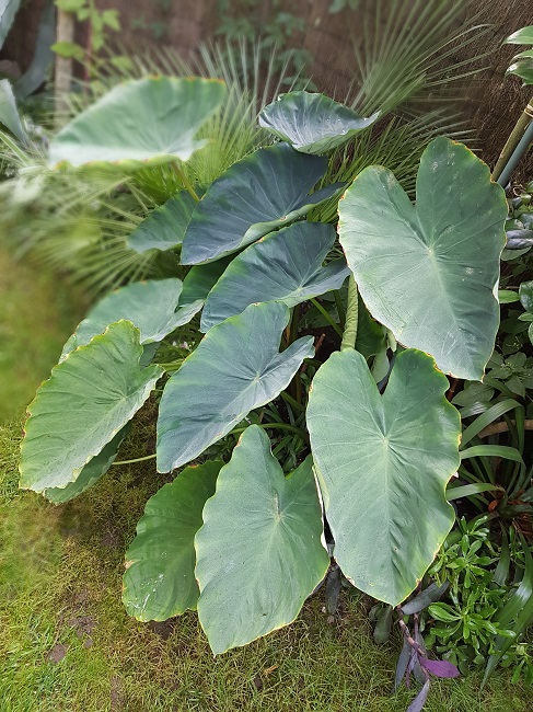 Colocasia esculentea 05092016.jpg