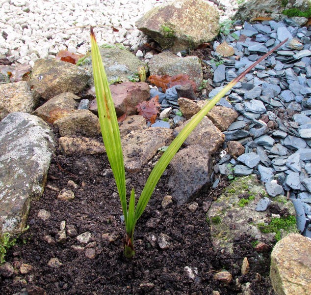 phoenix dactylifera mazafati (Copier).JPG