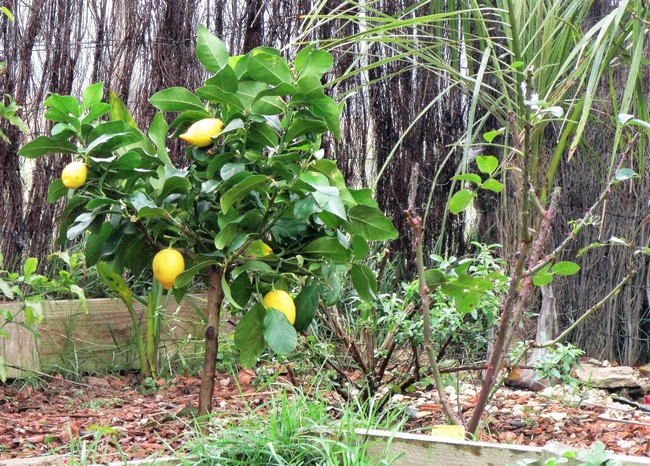 citrus lemon (Copier).JPG