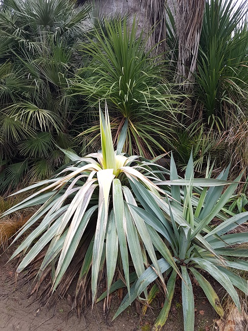 Jardin des Plantes Nantes fevr 2017 (2).jpg