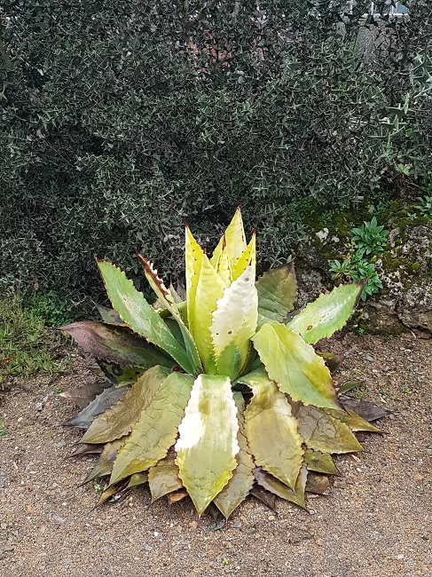 Jardin des Plantes Nantes fevr 2017 (3).jpg