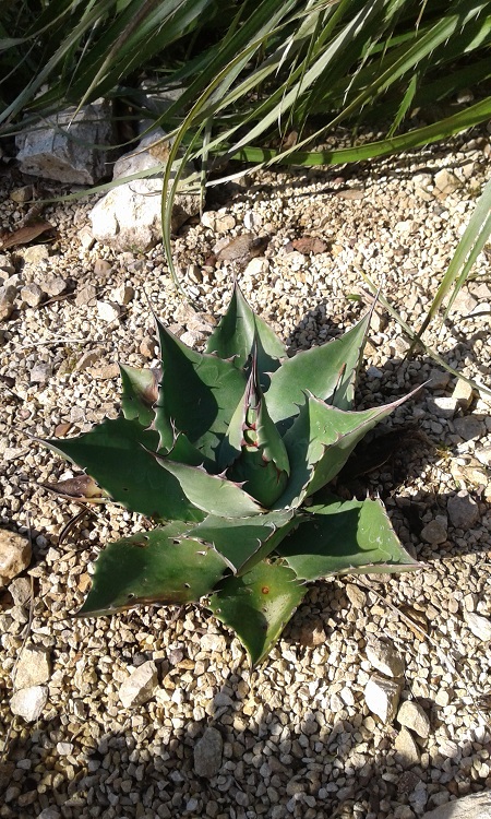 agave ov giant form (2).jpg