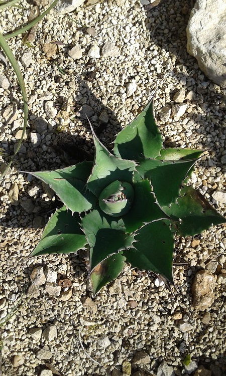 agave ov giant form.jpg