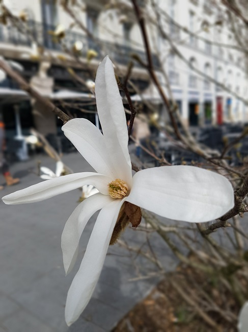 Magnolias for ever mars 2017 (2).jpg