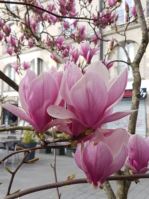 Magnolias for ever mars 2017 (5).jpg