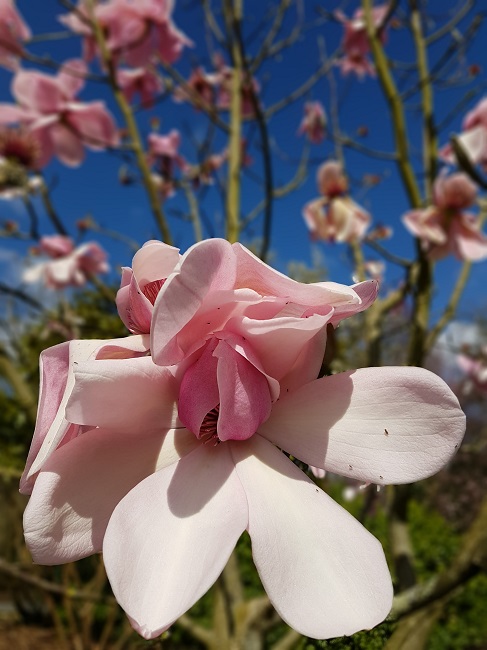 Magnolias Nantes mars 2017 (6).jpg