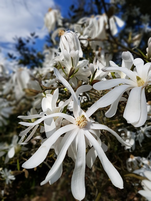 Magnolias Nantes mars 2017 (5).jpg