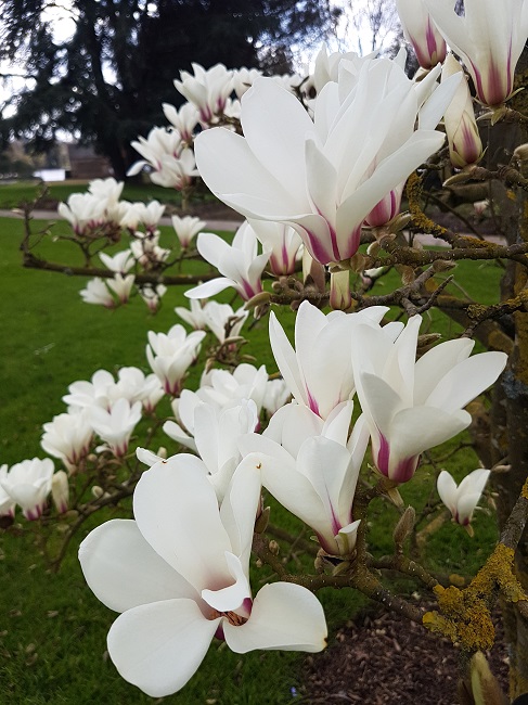 Magnolias Nantes mars 2017 (4).jpg