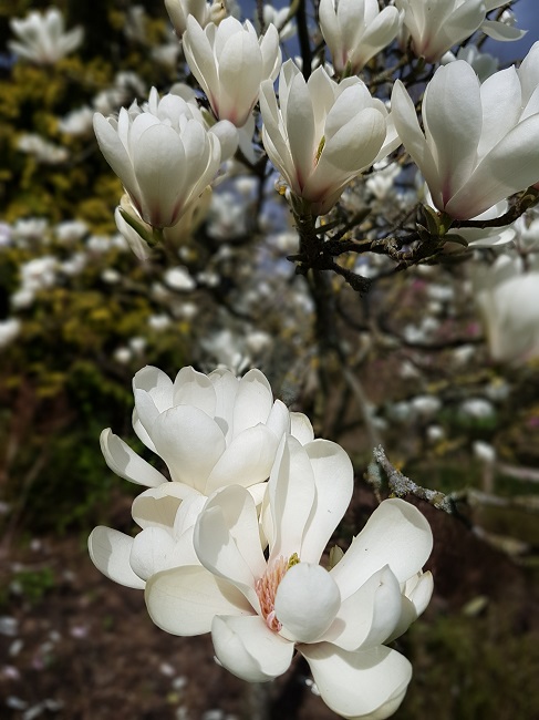 Magnolias Nantes mars 2017 (3).jpg