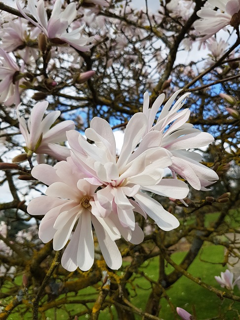 Magnolias Nantes mars 2017 (2).jpg