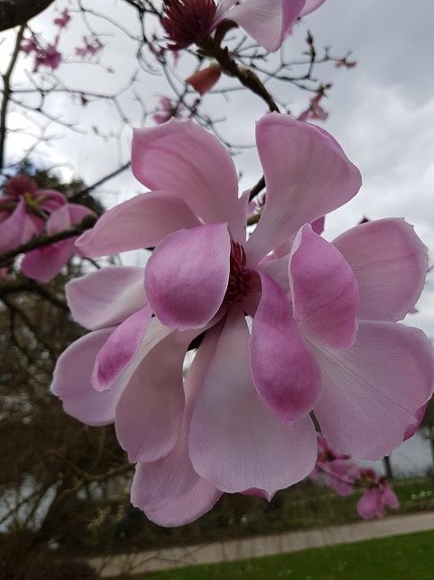 Magnolias Nantes mars 2017 (1).jpg