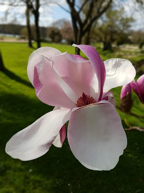 Magnolias Nantes mars 2017 (12).jpg