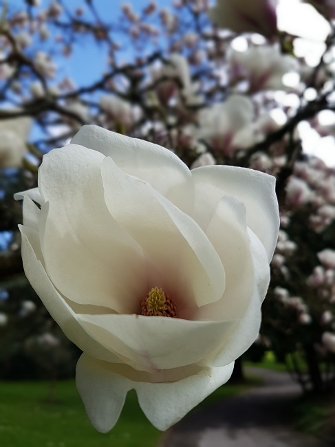 Magnolias Nantes mars 2017 (11).jpg