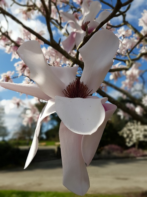 Magnolias Nantes mars 2017 (10).jpg